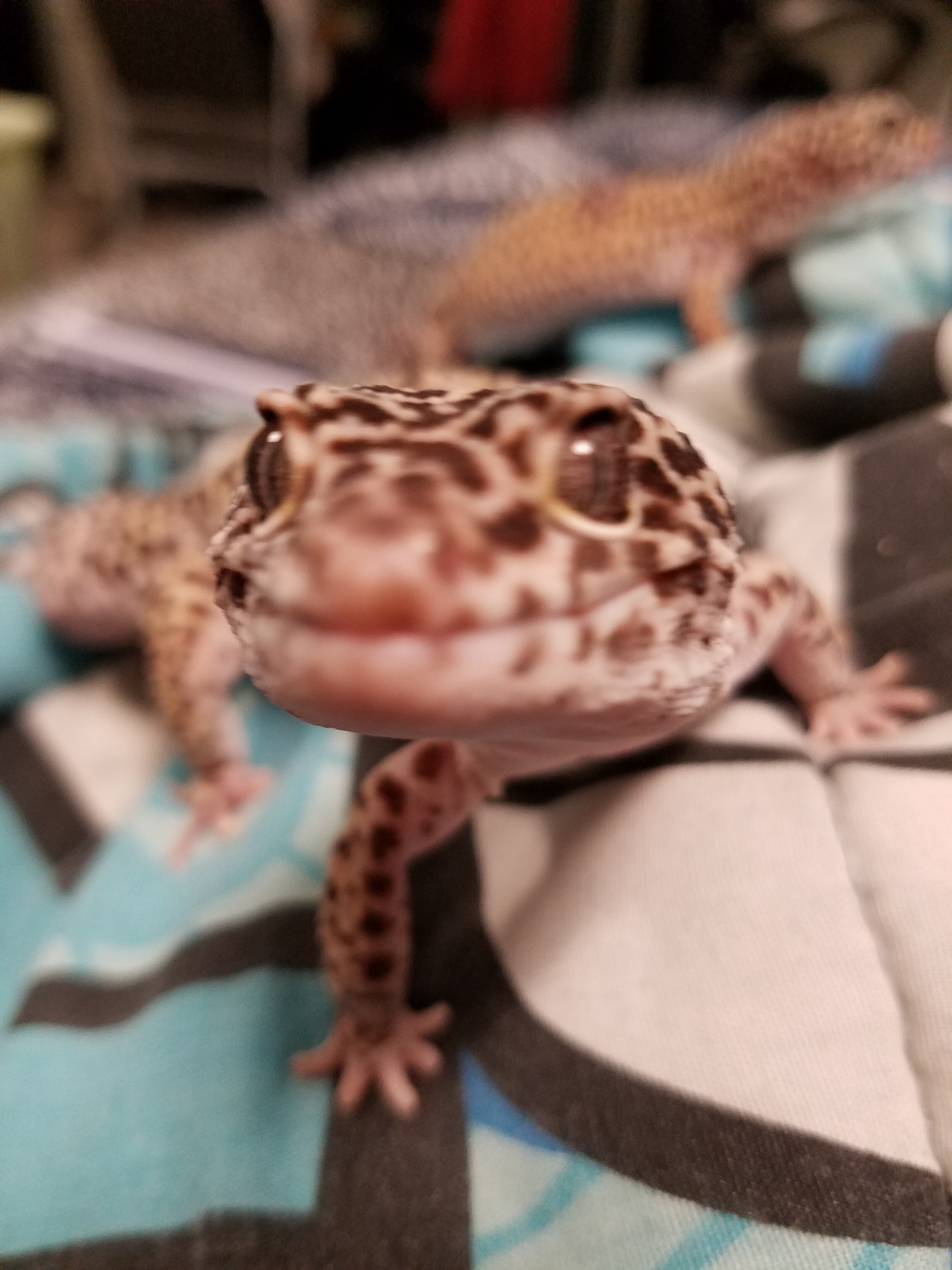 Bubbles - Leopard Gecko